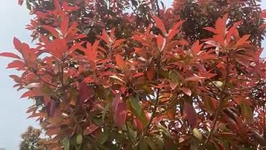 户外风景红色树叶实拍视频素材视频的预览图